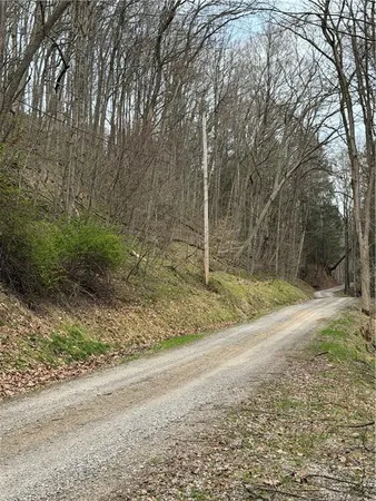 a view of a yard with trees