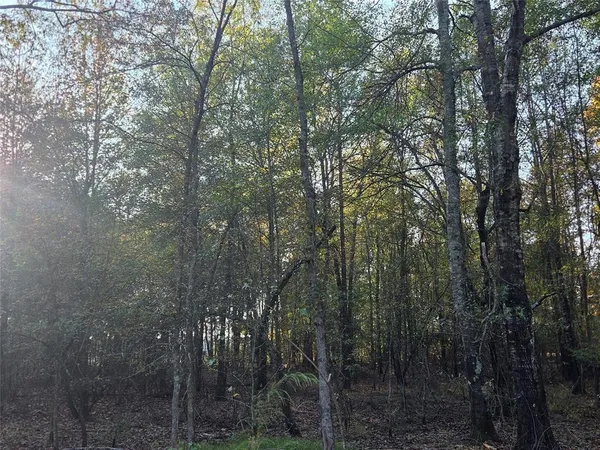 a view of forest