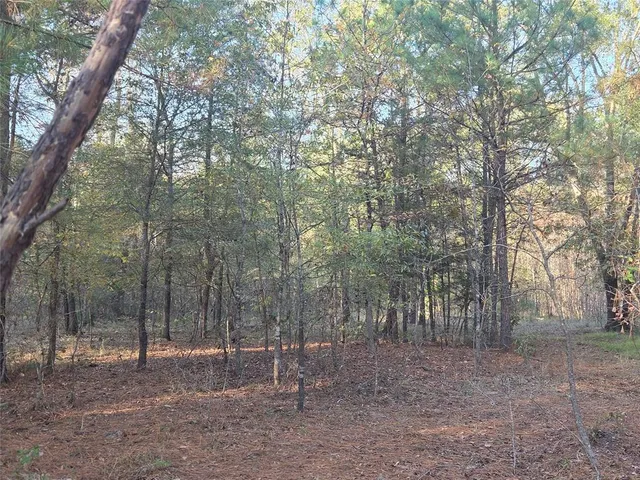 a view of a forest with trees in the background