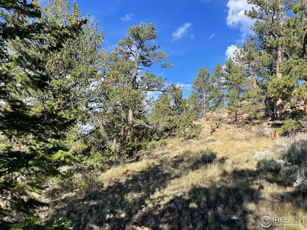 a view of a tree with a yard