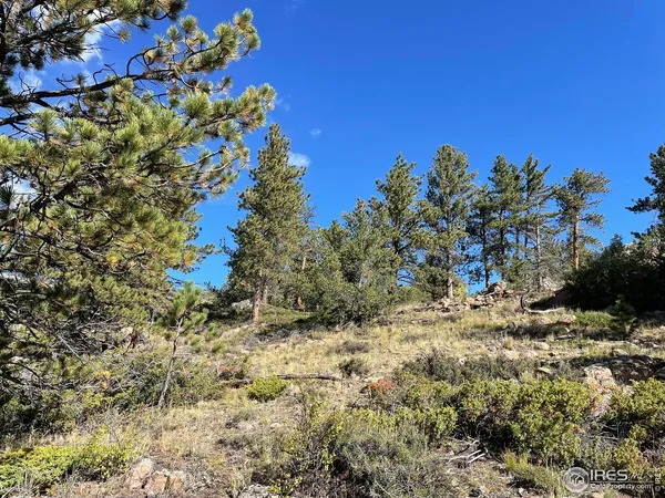 a view of a bunch of trees and bushes