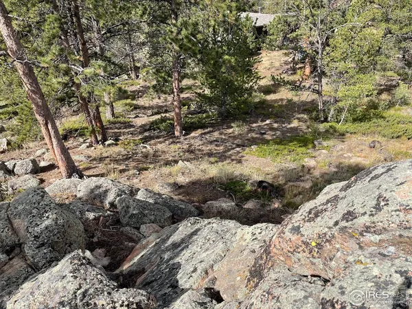 a view of a tree with a yard