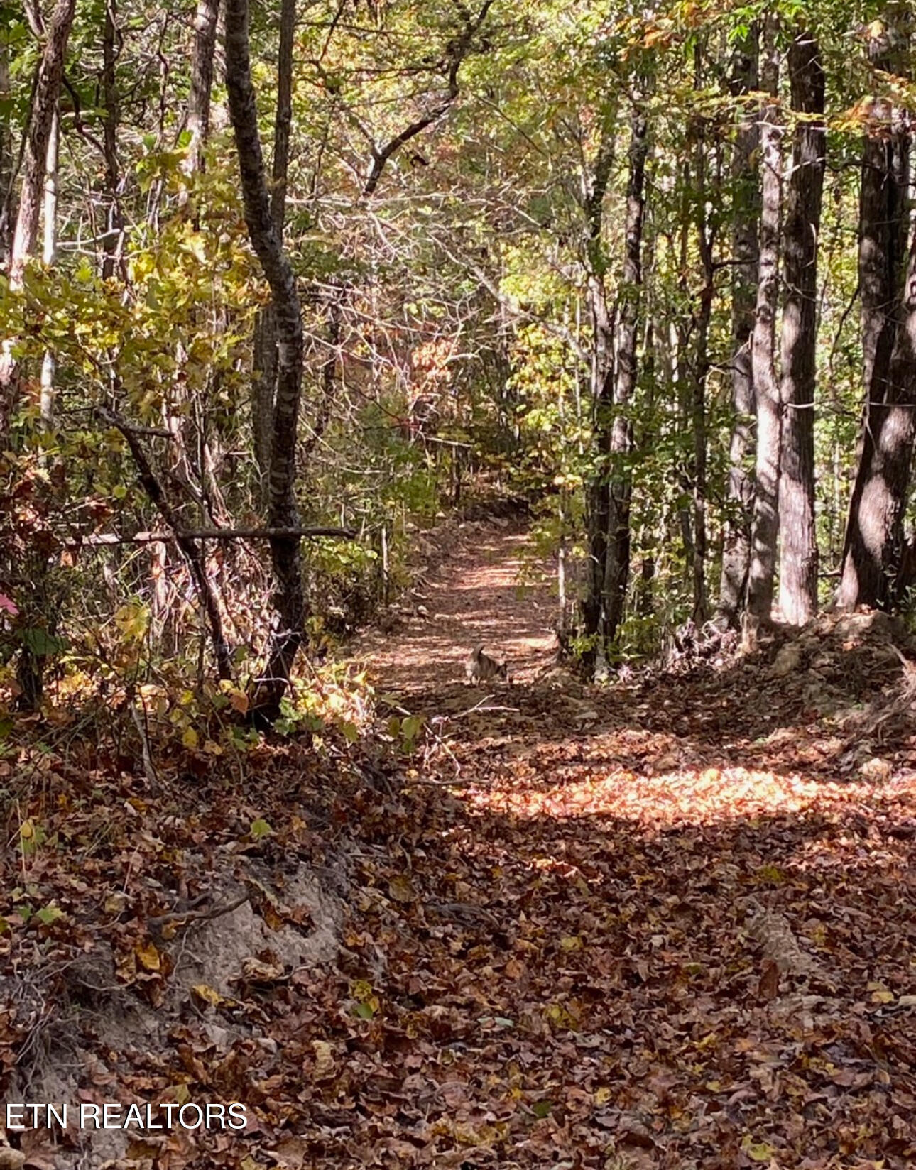 Doc Hollow La Follette, TN 37766 - Photo 12 of 13 IMG_5696