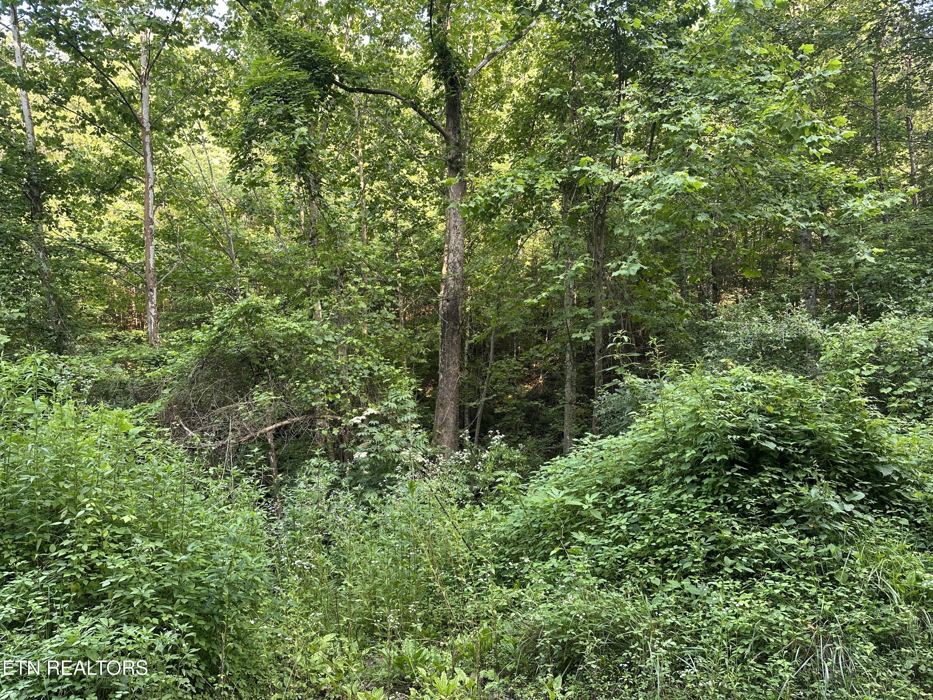 Doc Hollow La Follette, TN 37766 - Photo 4 of 13 IMG_7547