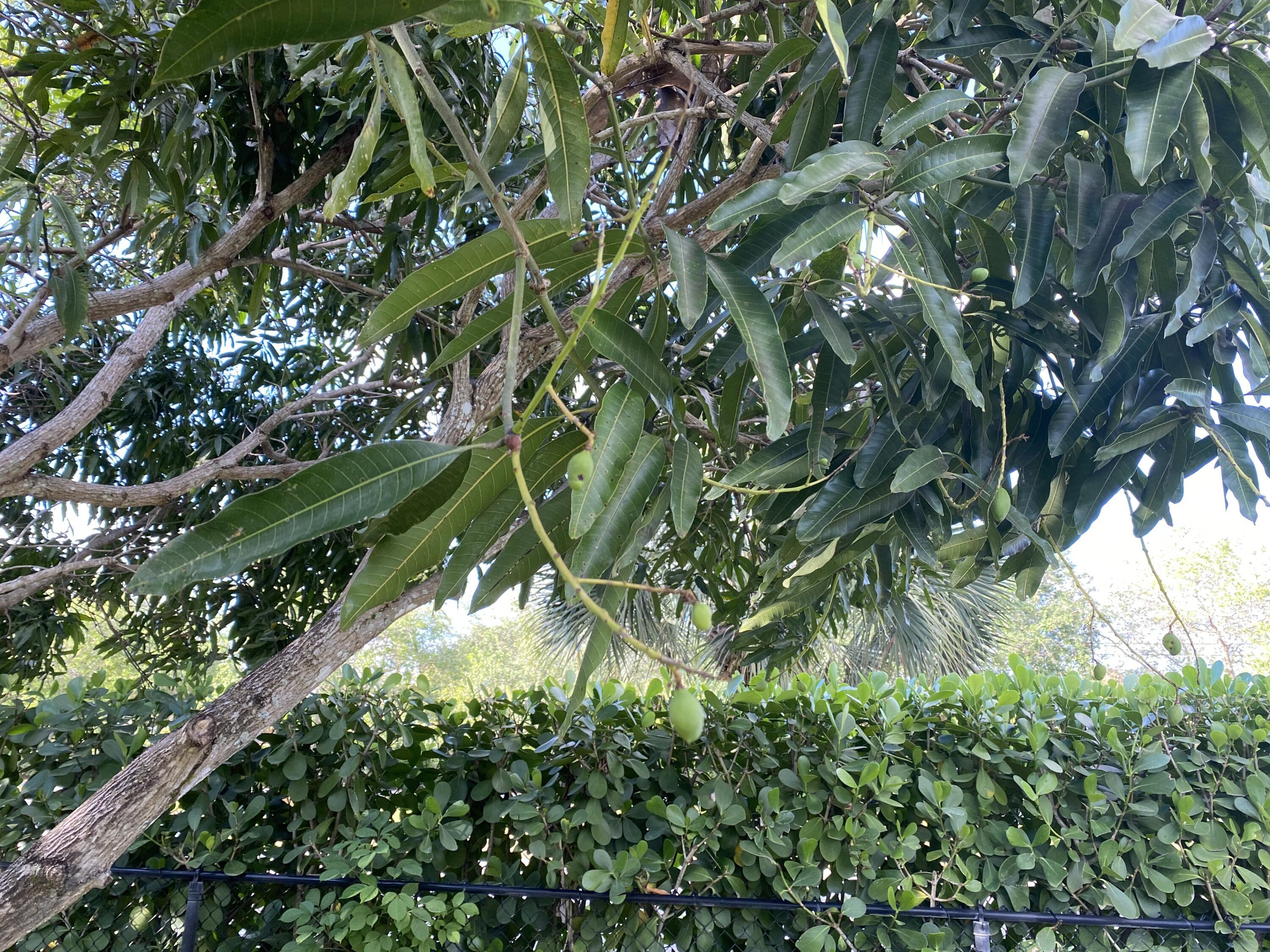 1094 Raintree Lane Wellington, FL 33414 - Photo 25 of 29 IMG_9450