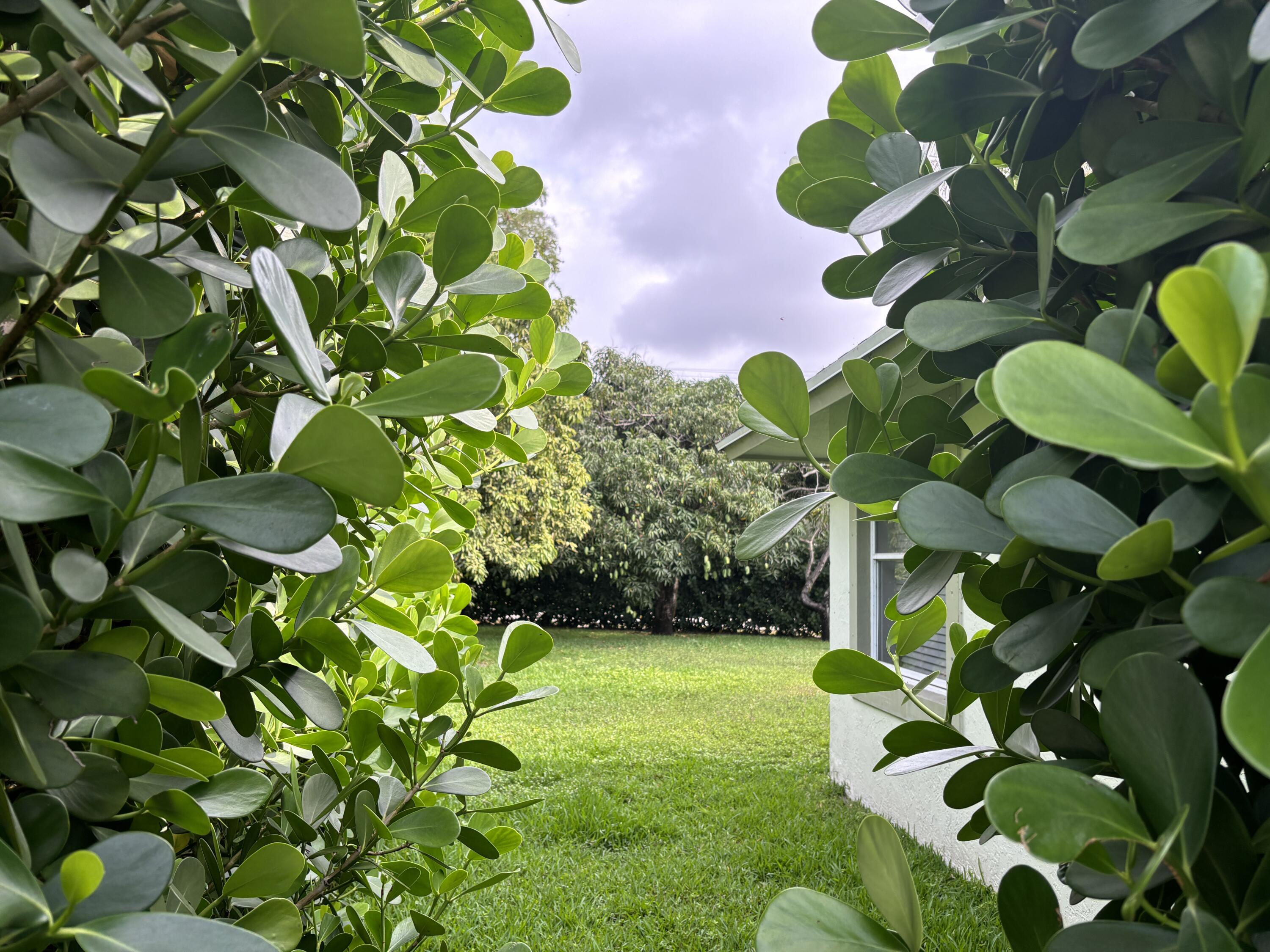 1094 Raintree Lane Wellington, FL 33414 - Photo 3 of 29 Raintree-mangoes