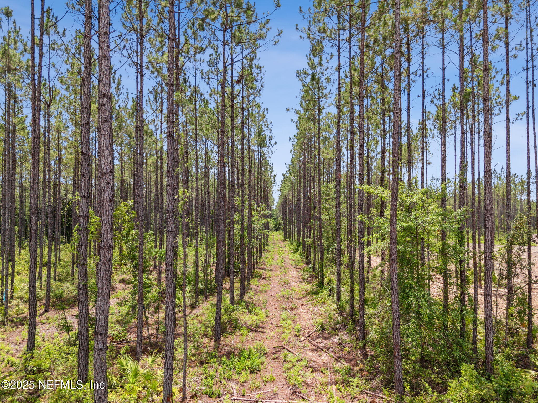 0 Lake Hampton Road Hilliard, FL 32046 - Photo 4 of 17 Beautiful Wooded Lot