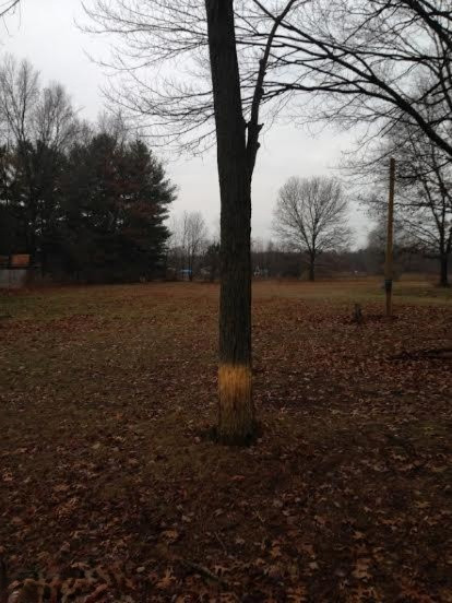 2811 West Bricker Road Fenwick, MI 48834 - Photo 1 of 1 Primary Photo