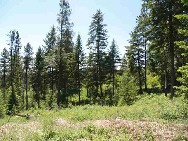0 Rose Hill Road Springdale, WA 99173 - Photo 5 of 7