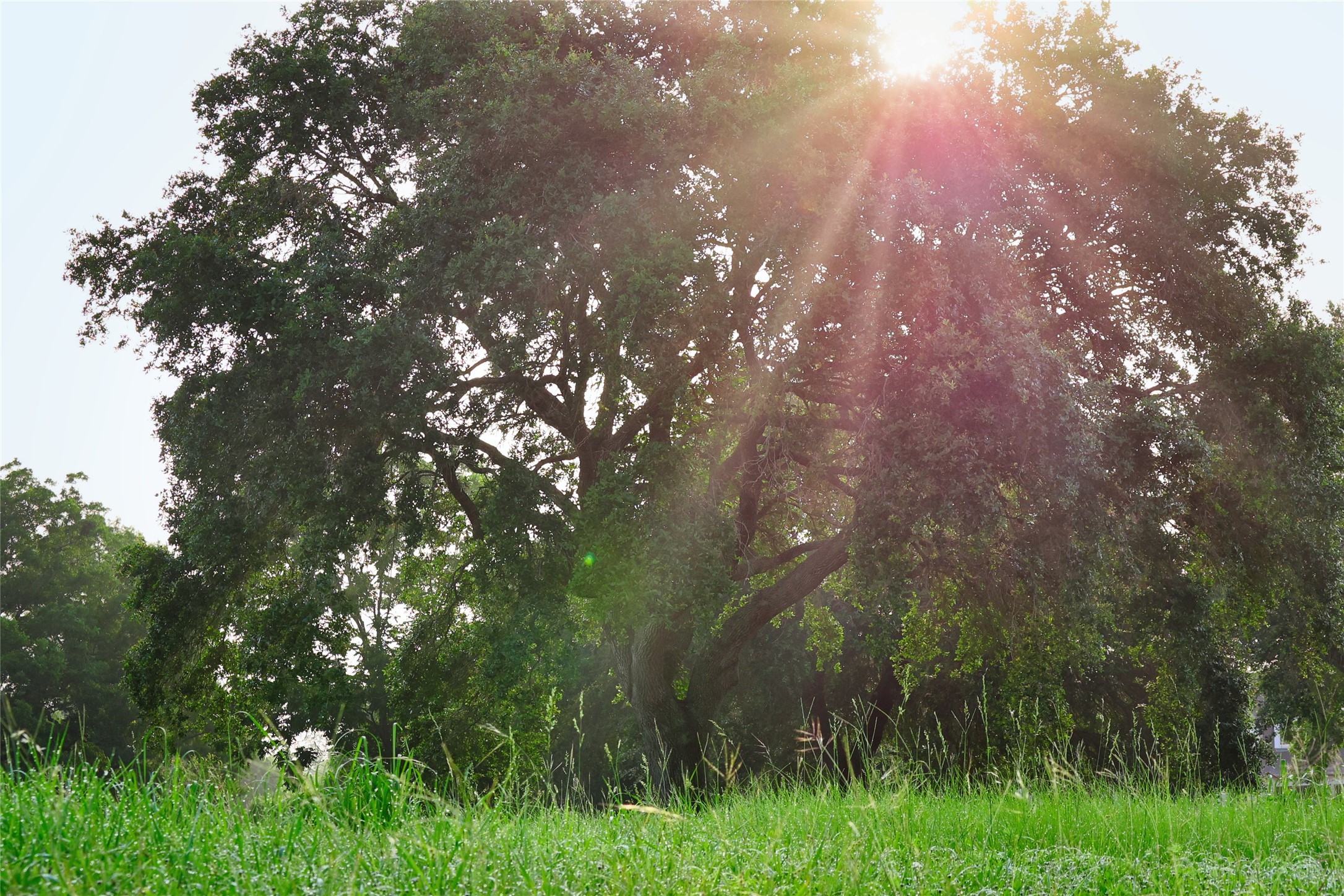 0 Riverlake Road Fulshear, TX 77441 - Photo 14 of 47 Towering native trees provide shade, privacy, and timeless beauty throughout the community, preserving the natural character that makes Fulbrook one of Fulshear's most sought-after destinations.