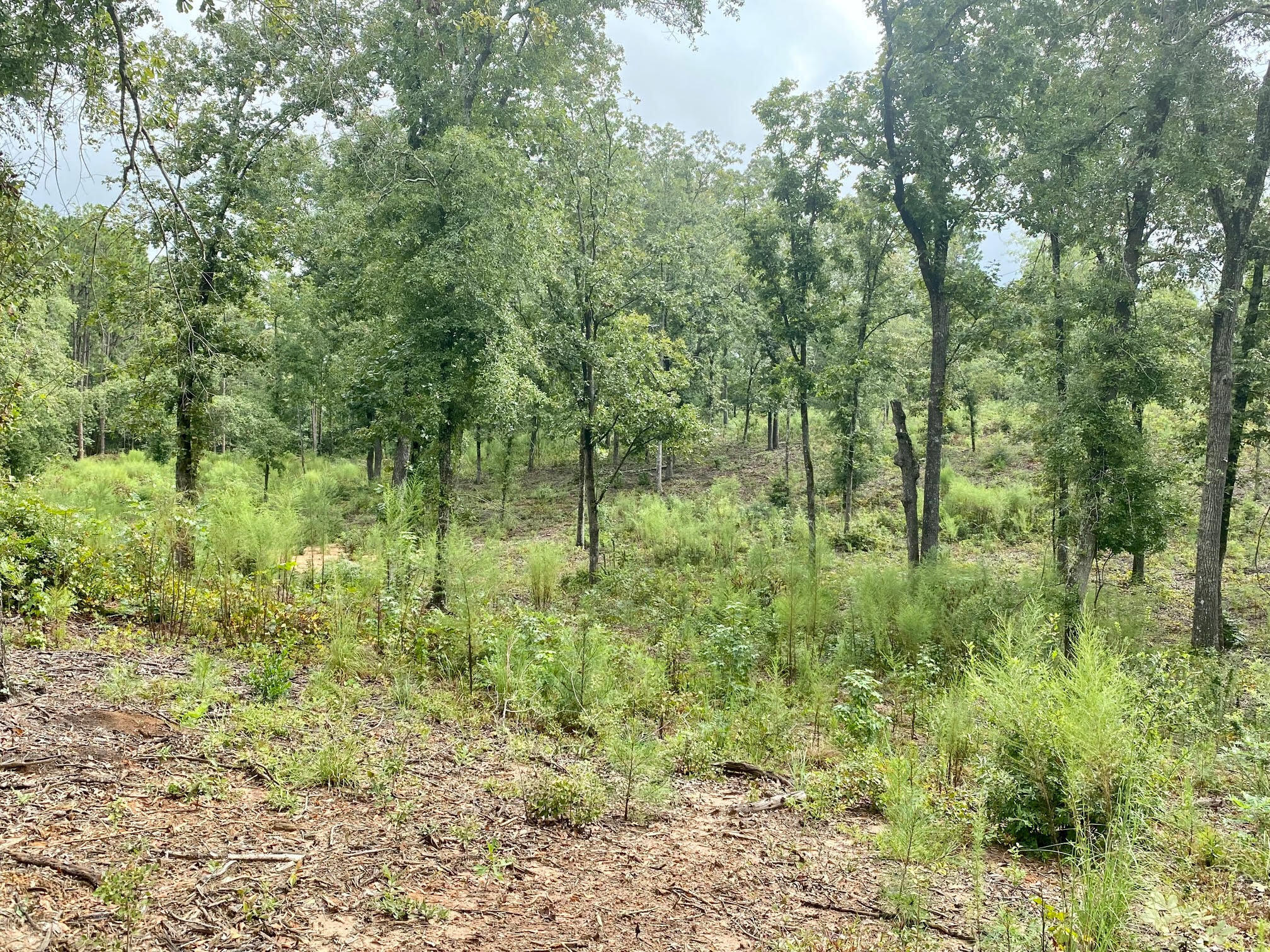 164 Snipes Road Aiken, SC 29801 - Photo 6 of 8