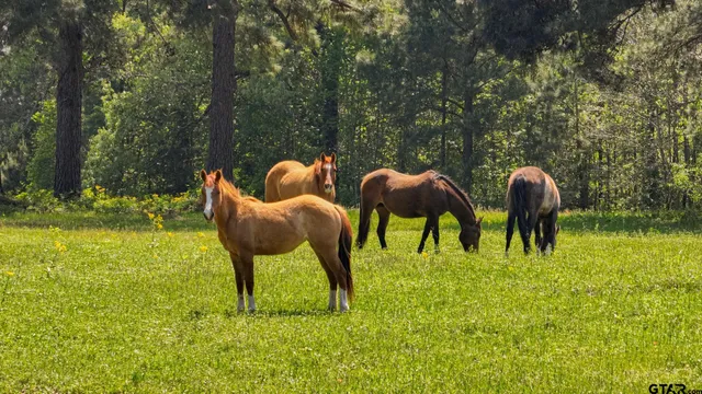 $2,499,000 | 19980 FM 449, Longview, TX 75605