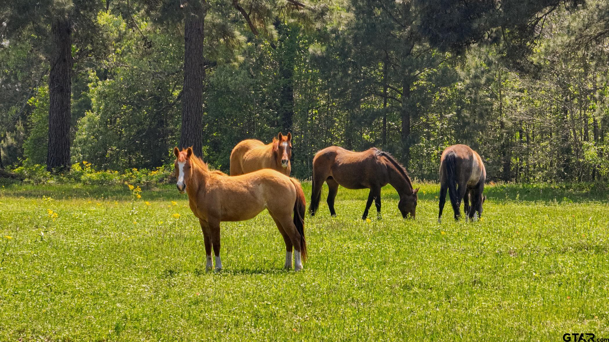 19980 FM 449 Longview, TX 75605 - Photo 44 of 48 a front view of a house with garden and trees