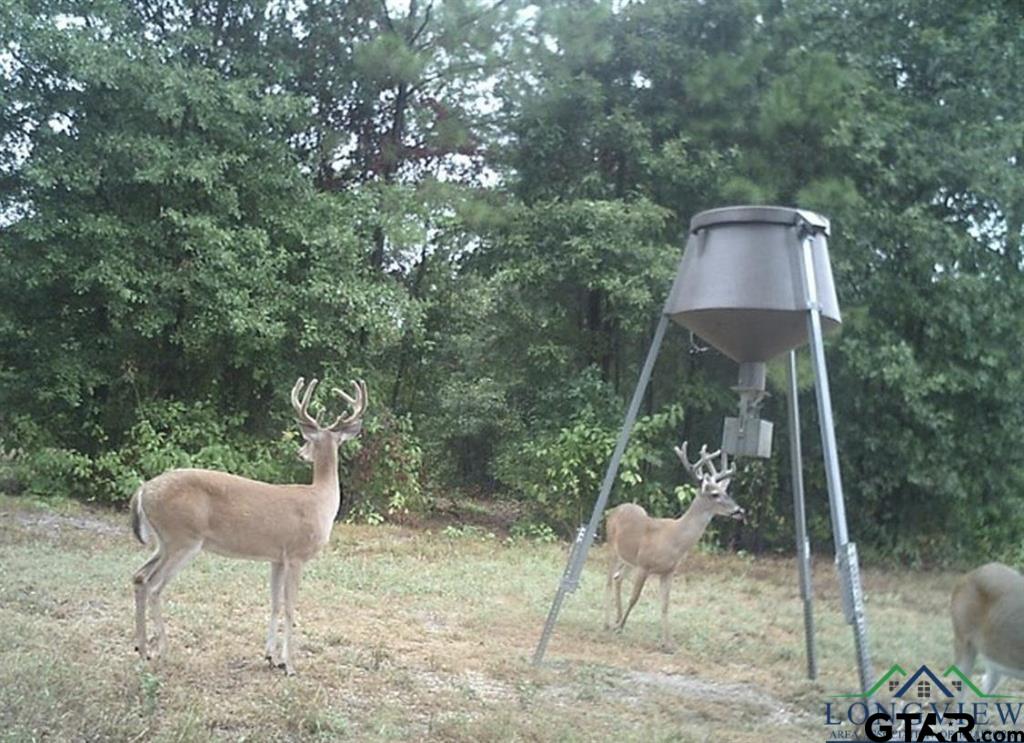 19980 FM 449 Longview, TX 75605 - Photo 48 of 48 a garden view with a seating space