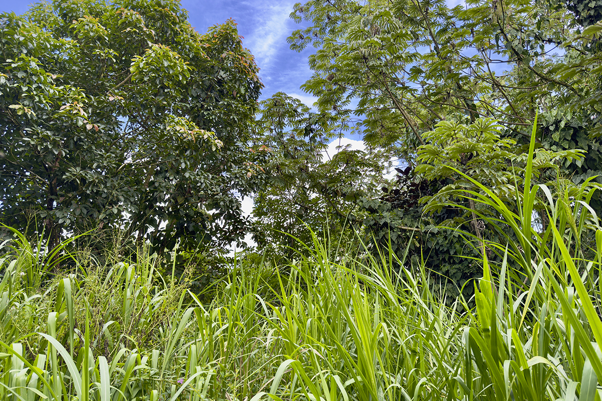 1099 Mayzee Road Pahoa, HI 96778 - Photo 1 of 9 Gallery Image 1