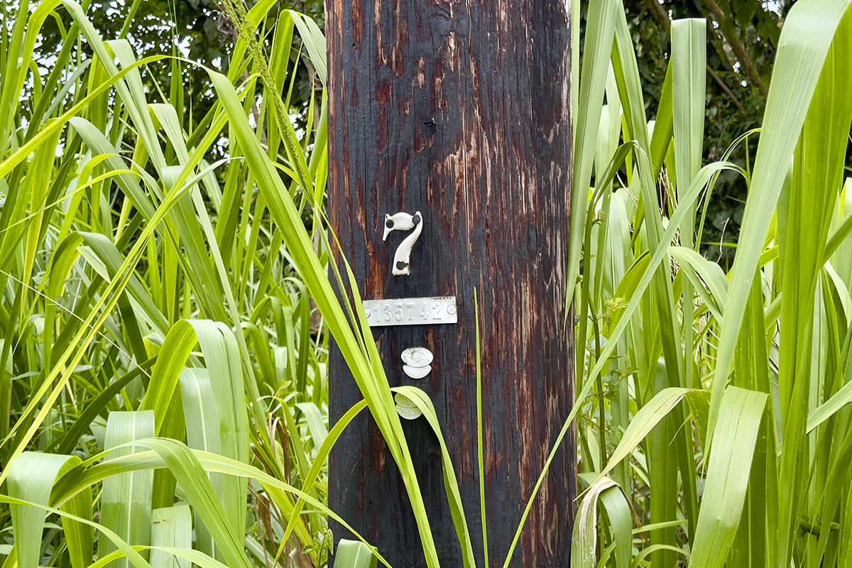 1099 Mayzee Road Pahoa, HI 96778 - Photo 7 of 9 Gallery Image 7