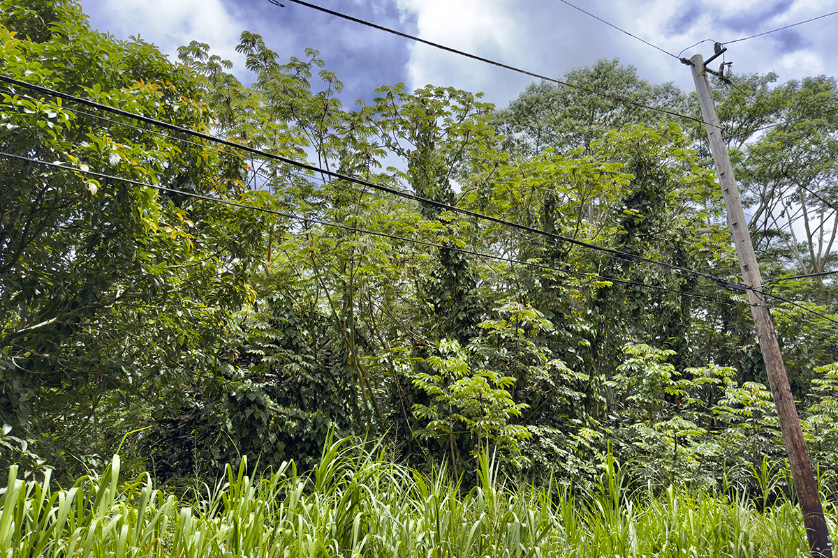 1099 Mayzee Road Pahoa, HI 96778 - Photo 9 of 9 Gallery Image 9
