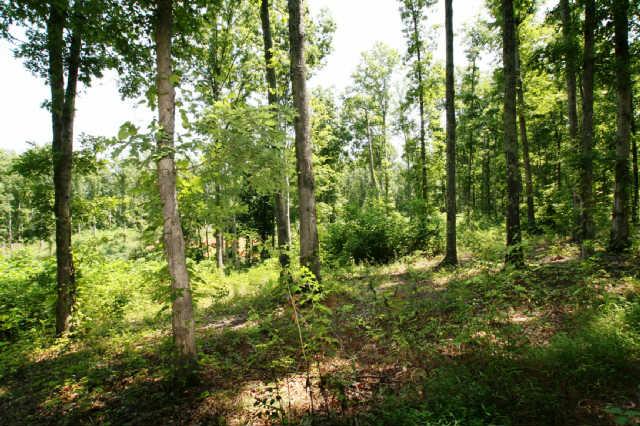 1 South L Mccaleb Road Nunnelly, TN 37137 - Photo 20 of 20 The property was select cut 3 yrs ago, nice timber remains along with several tree stands