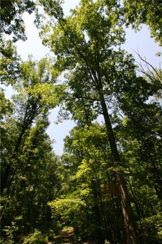 1 South L Mccaleb Road Nunnelly, TN 37137 - Photo 5 of 20 great trees are still abundant, mostly oak
