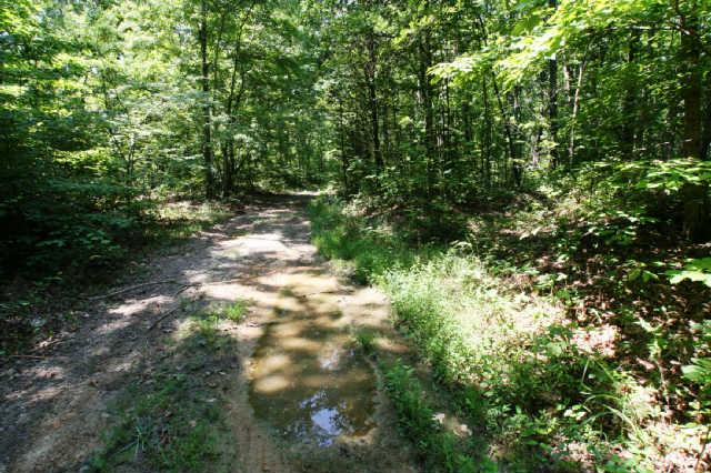 1 South L Mccaleb Road Nunnelly, TN 37137 - Photo 6 of 20 pools of water like this are present and provide water sources for wildlife