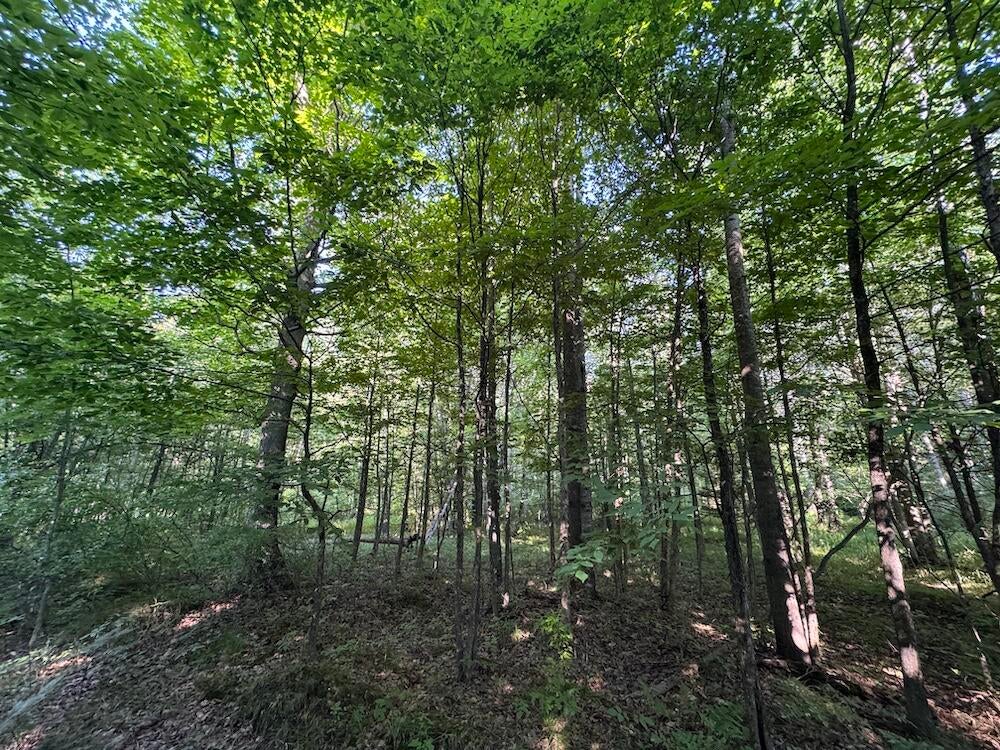 East Procunier Road Harrisville, MI 48740 - Photo 12 of 78 Gallery Image 12