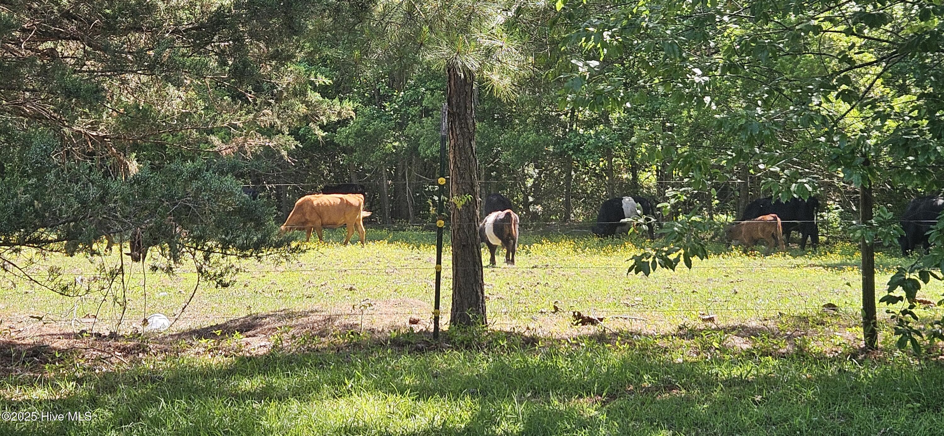 809 North Broad Street Roseboro, NC 28382 - Photo 17 of 17 20250428_110327