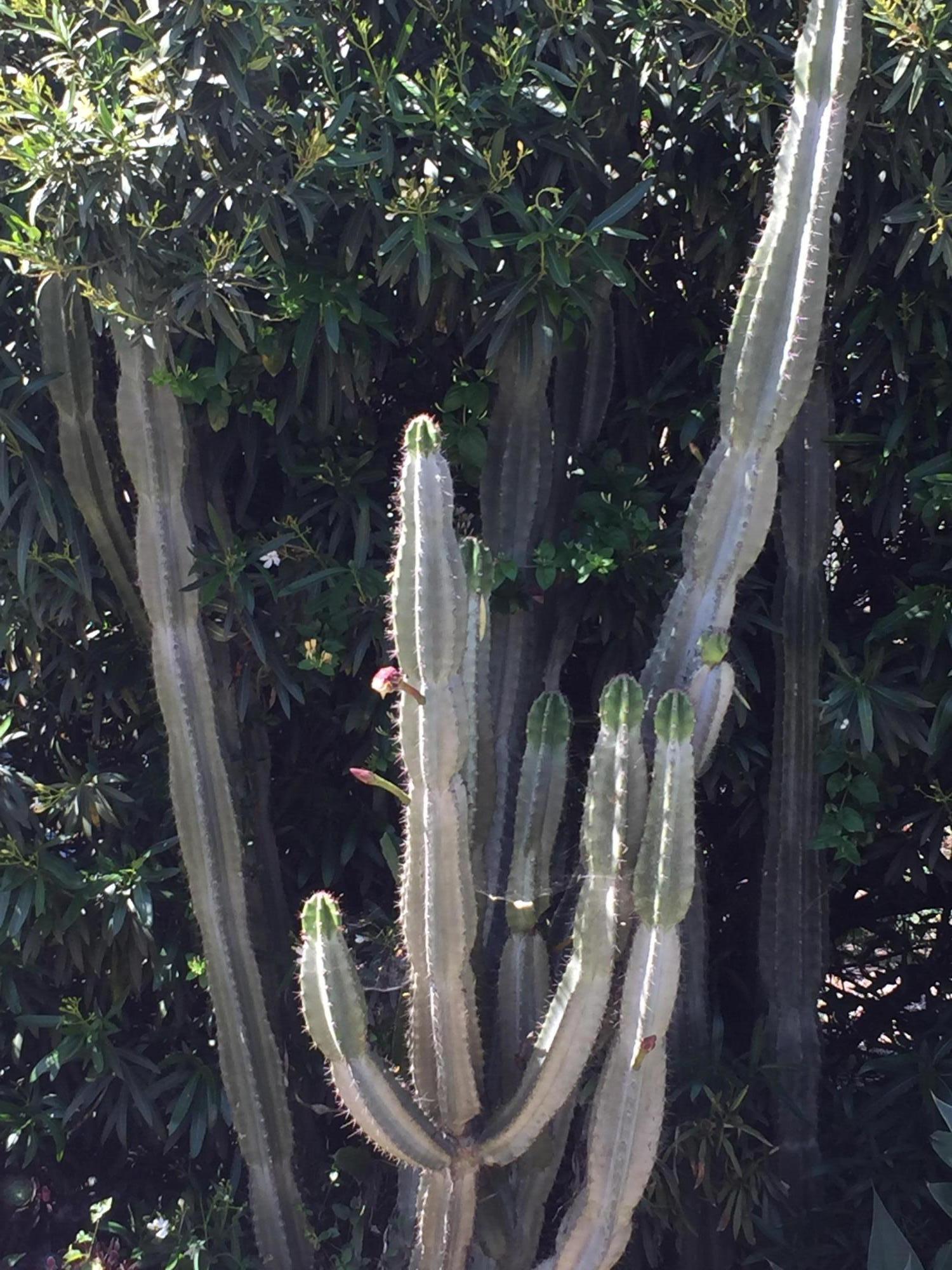 1316 Mountain View Road Santa Barbara, CA 93109 - Photo 7 of 10 Garden cactus
