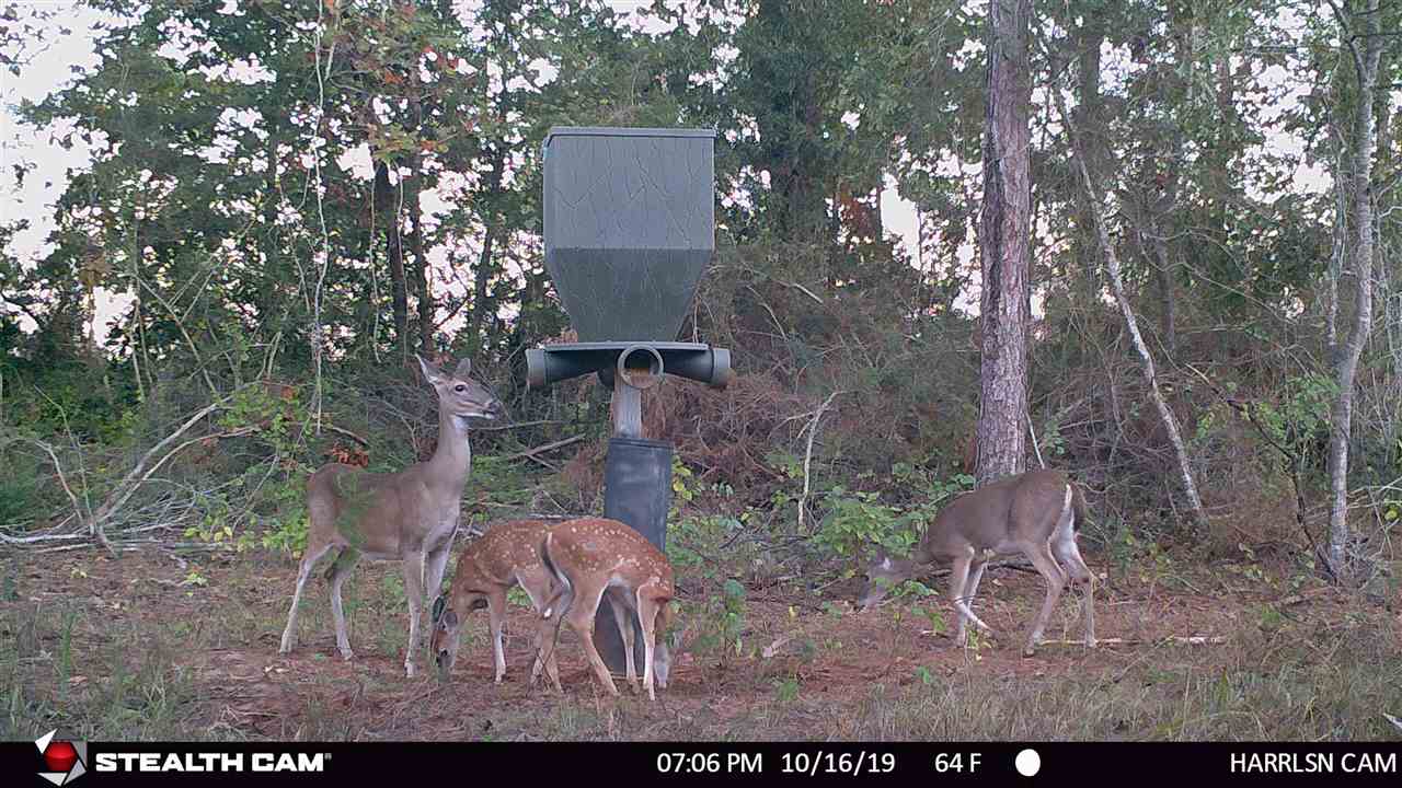 65-ac Straughn School Road Andalusia, AL 36421 - Photo 3 of 47 Gallery Image 3