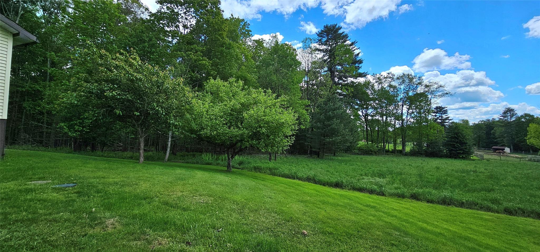 24 Buff Road Cochecton, NY 12726 - Photo 24 of 34 a view of a backyard with plants and large trees
