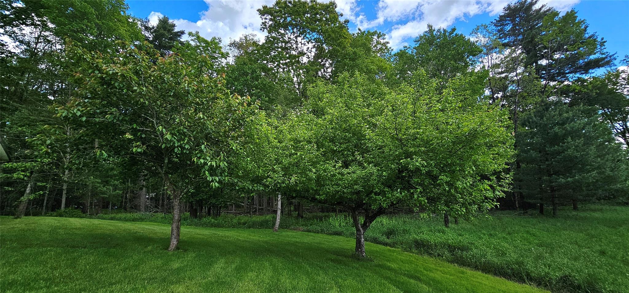 24 Buff Road Cochecton, NY 12726 - Photo 26 of 34 a view of a grassy field with trees