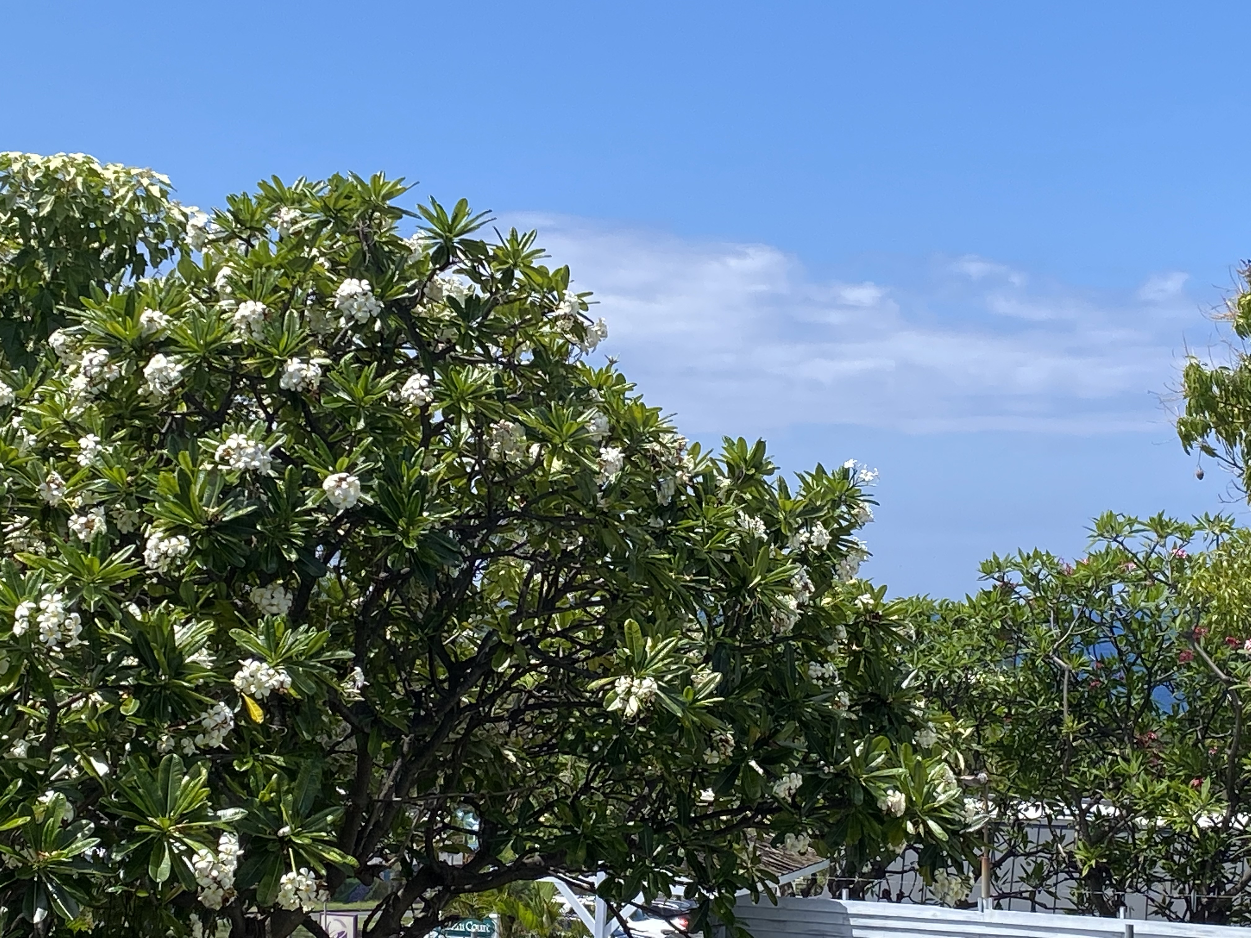 74-5618 Palani Road, Unit D5 Kailua-Kona, HI 96740 - Photo 4 of 21