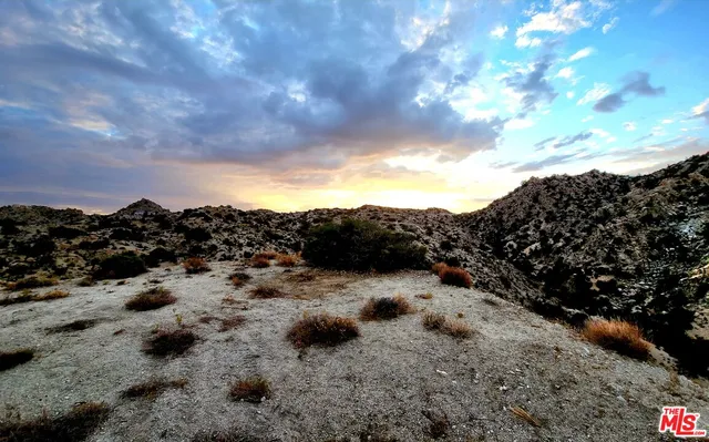 a view of a large tree with lots of trees in it