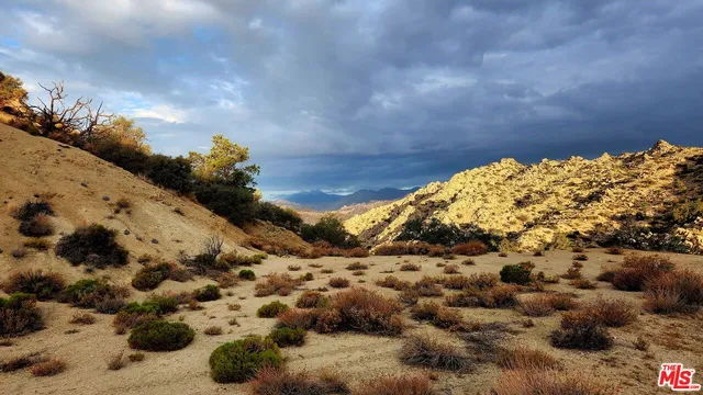 a view of a dry yard with trees