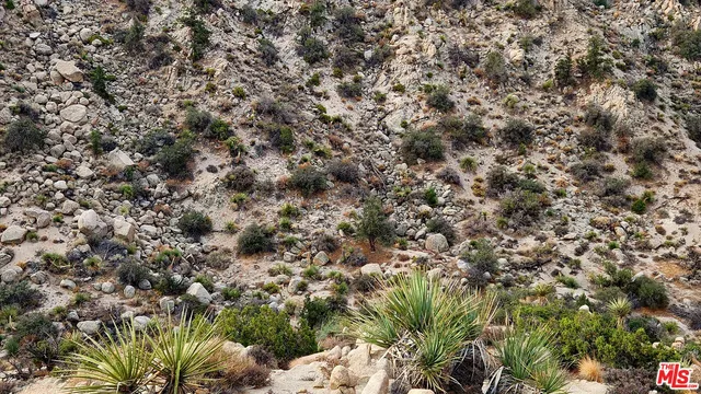 a view of grapes plant