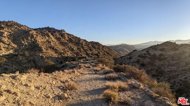 a view of a large tree with plants