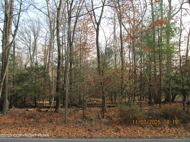 a view of a yard with large trees