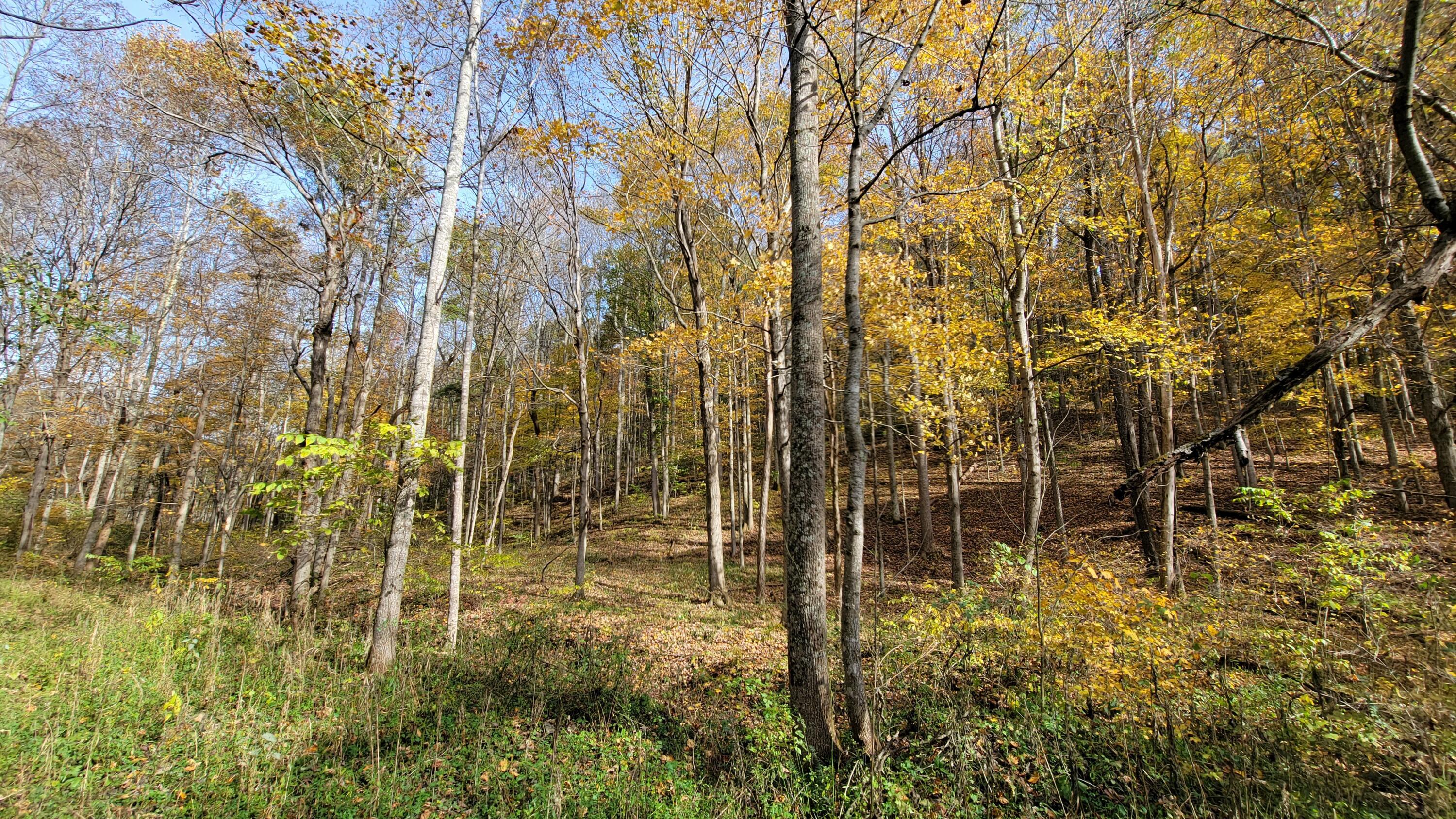 0 Bell Hollow Road Peebles, OH 45660 - Photo 1 of 6 20211101_143743