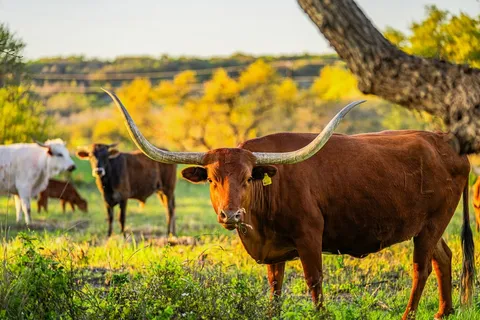 $239,900 | Lot 45 Purple Sage, Unit 45, Blanco, TX 78606