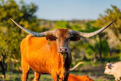 $239,900 | Lot 45 Purple Sage, Unit 45, Blanco, TX 78606