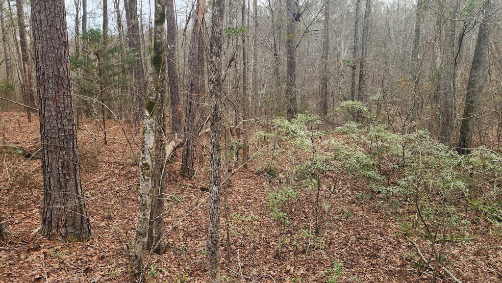 0 Monument Road West Point, GA 31833 - Photo 6 of 6