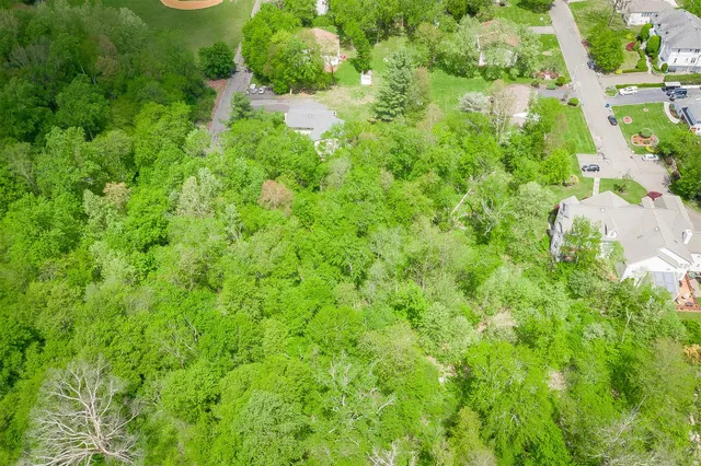 a view of a forest with a tree