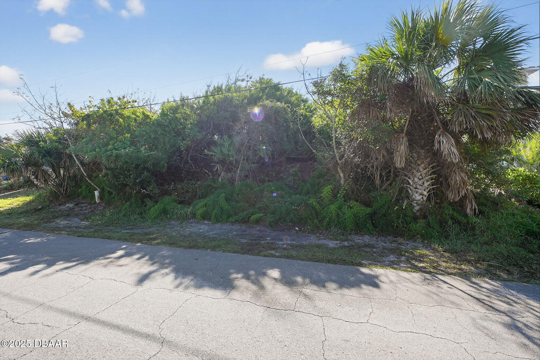 a view of a yard with plants and trees