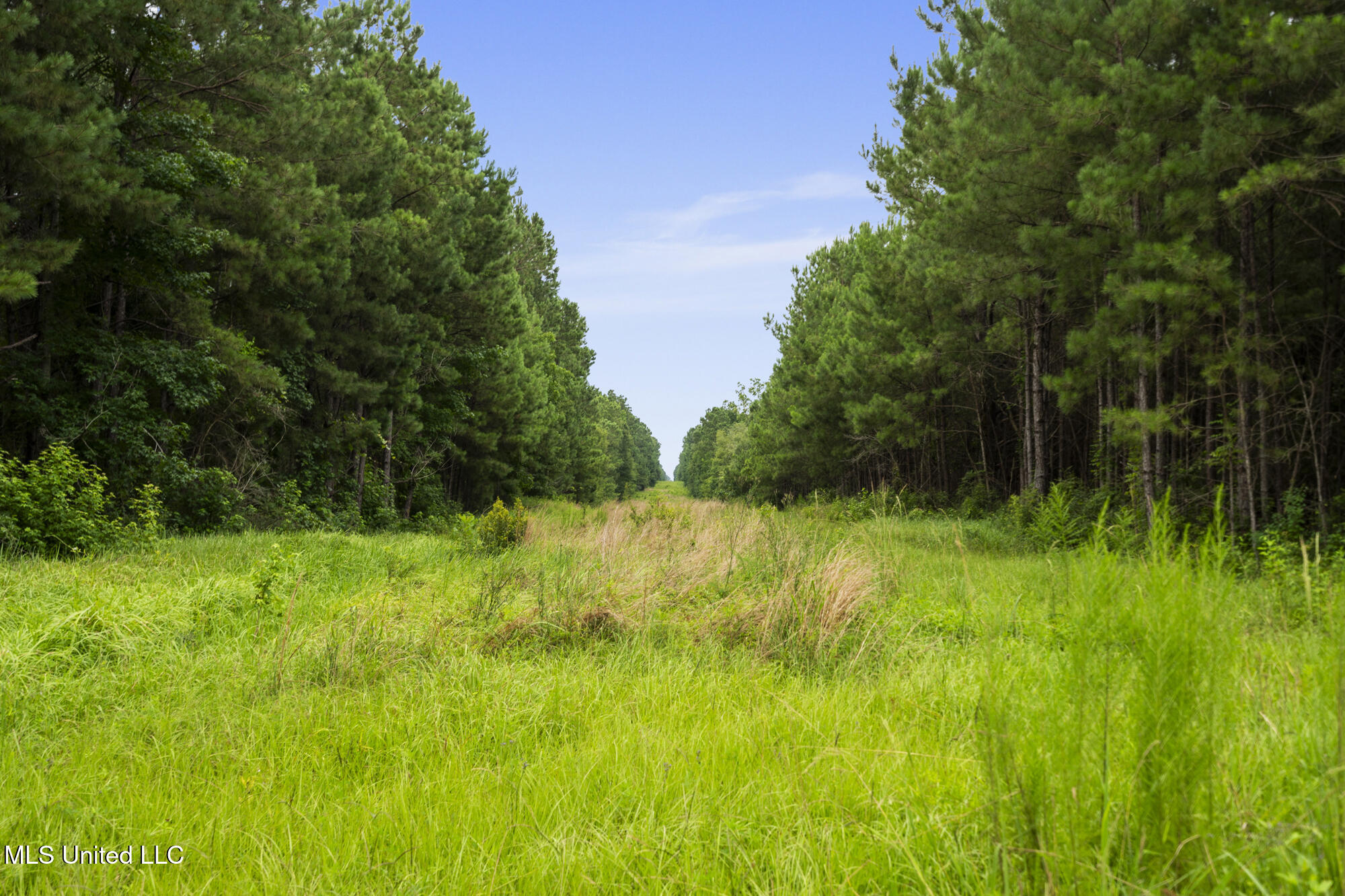 0 Tom Chance Road Poplarville, MS 39470 - Photo 13 of 43 IMG_0056
