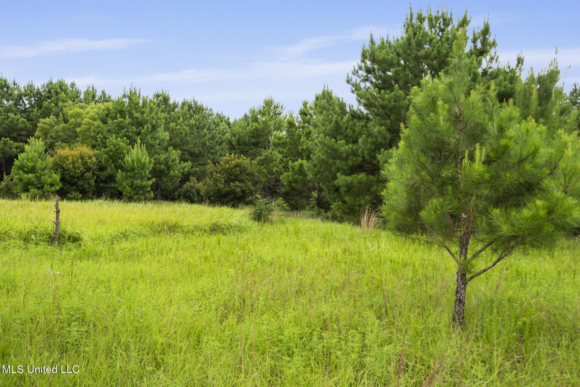 0 Tom Chance Road Poplarville, MS 39470 - Photo 10 of 43 IMG_0059