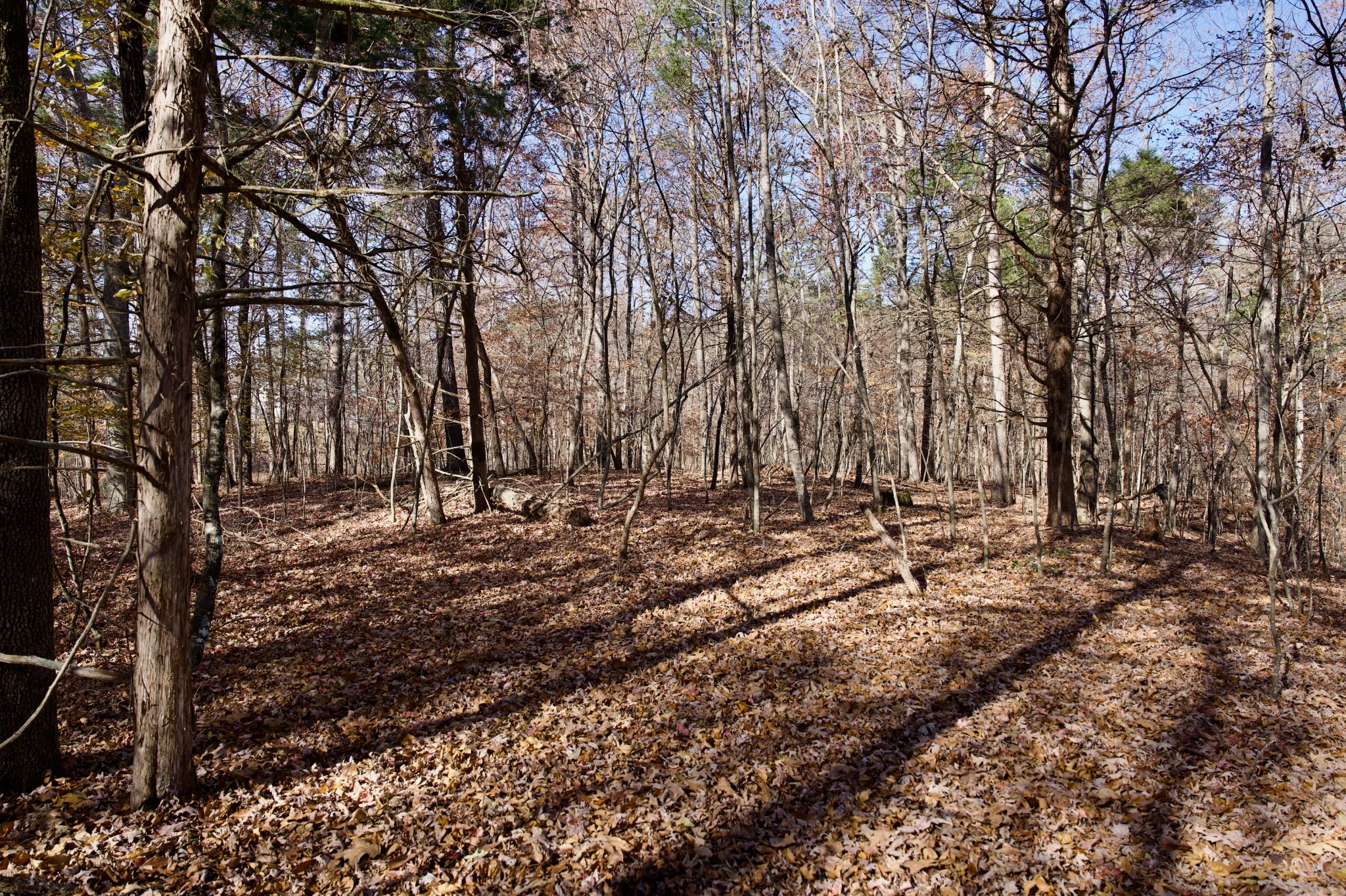 7 West Of Barlow Road Rock Island, TN 38581 - Photo 15 of 46 a view of a forest with trees