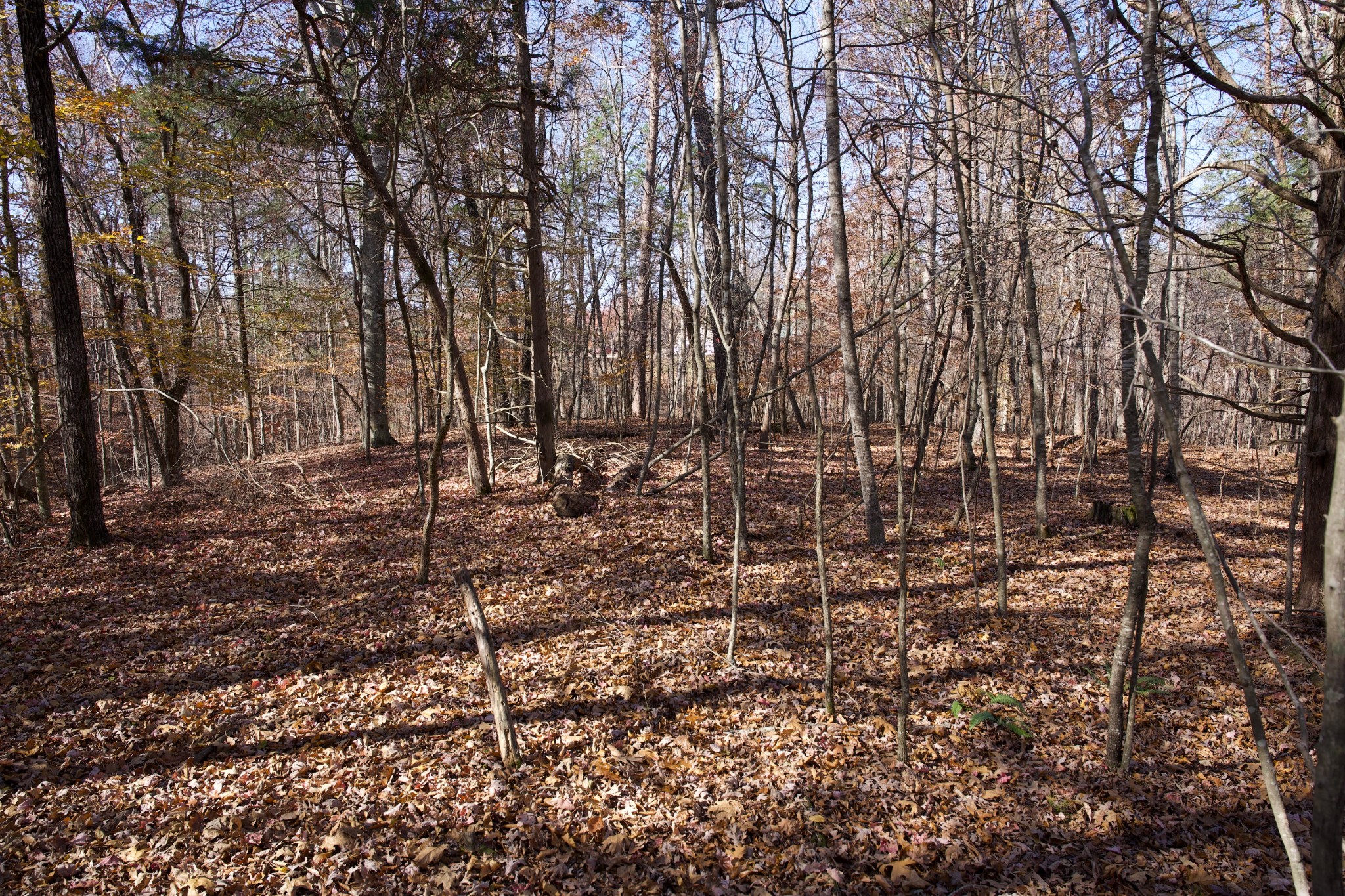 7 West Of Barlow Road Rock Island, TN 38581 - Photo 16 of 46 a view of outdoor space with lots of trees