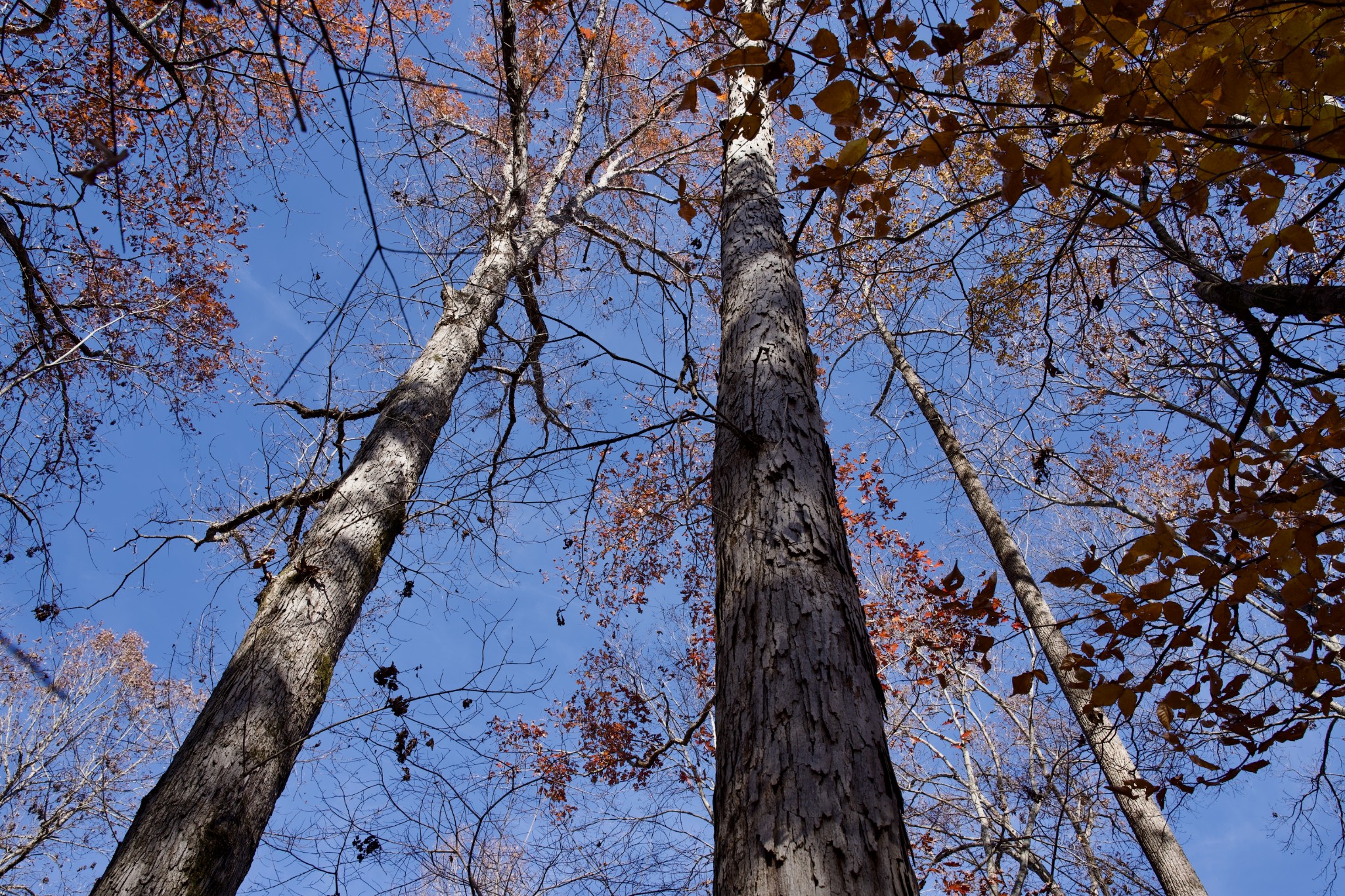7 West Of Barlow Road Rock Island, TN 38581 - Photo 26 of 46