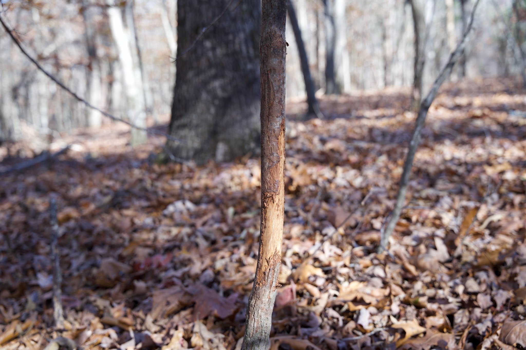 7 West Of Barlow Road Rock Island, TN 38581 - Photo 28 of 46