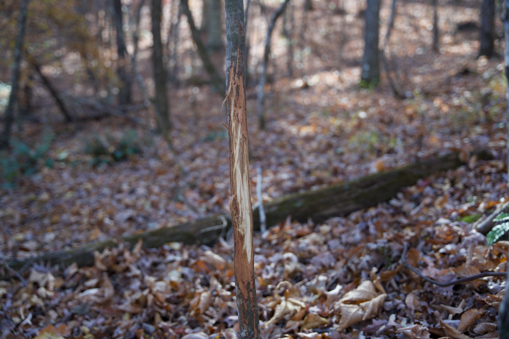 7 West Of Barlow Road Rock Island, TN 38581 - Photo 29 of 46