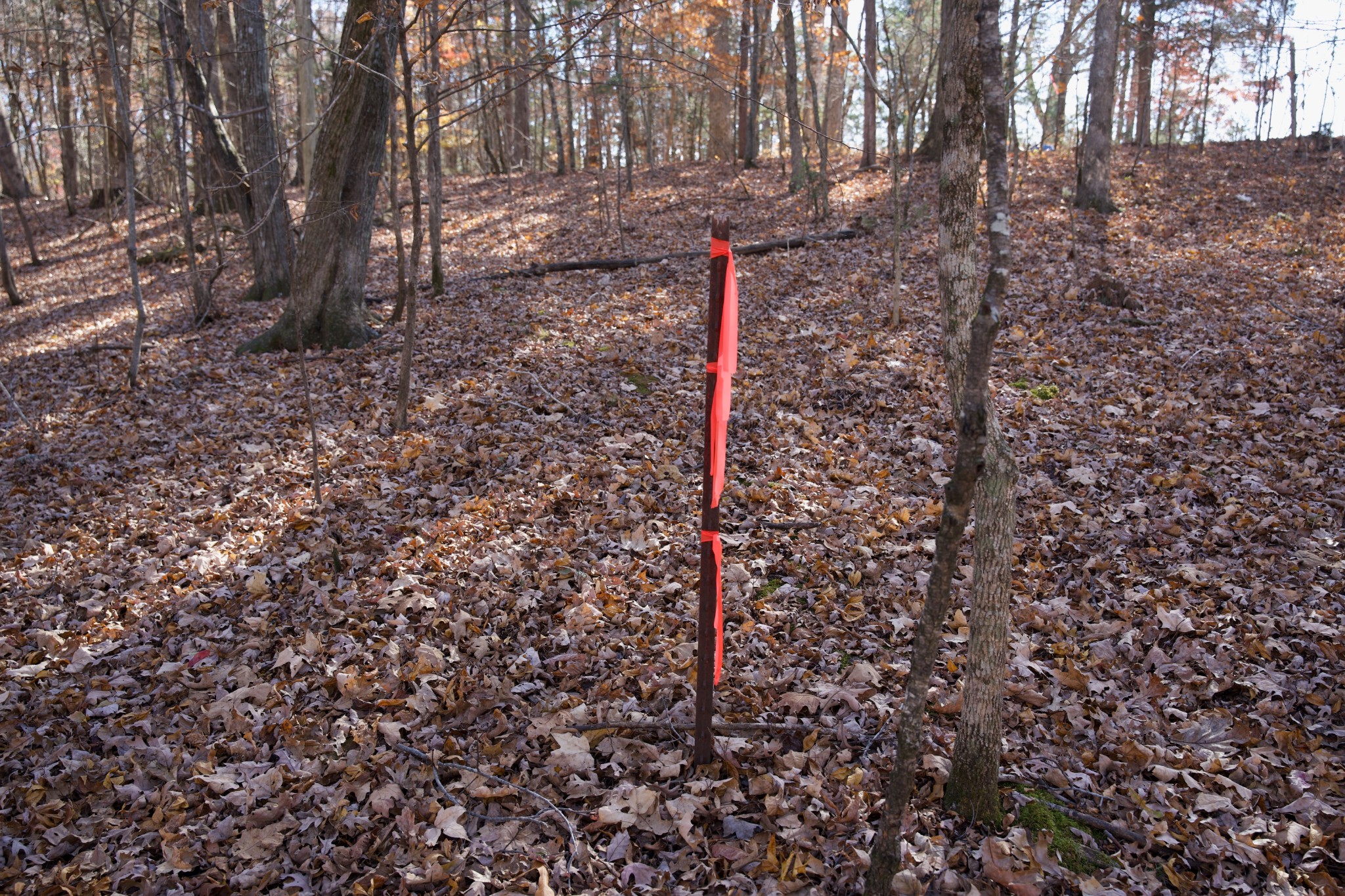7 West Of Barlow Road Rock Island, TN 38581 - Photo 33 of 46 a view of a forest filled with trees